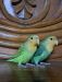 Love bird new adult